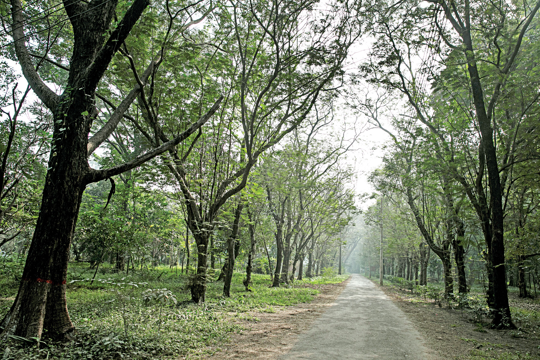 Botanical Gardens of Dhaka: Are they truly the urban oasis they used to be?