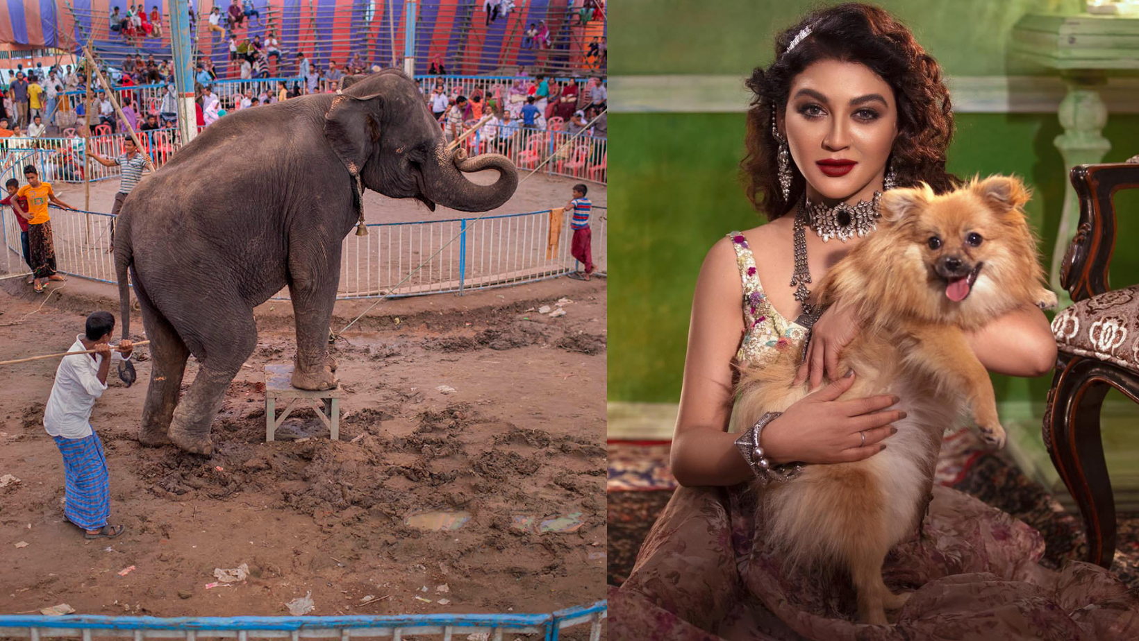 Bangladesh elephants receive a chance at life with Jaya Ahsan’s initiative