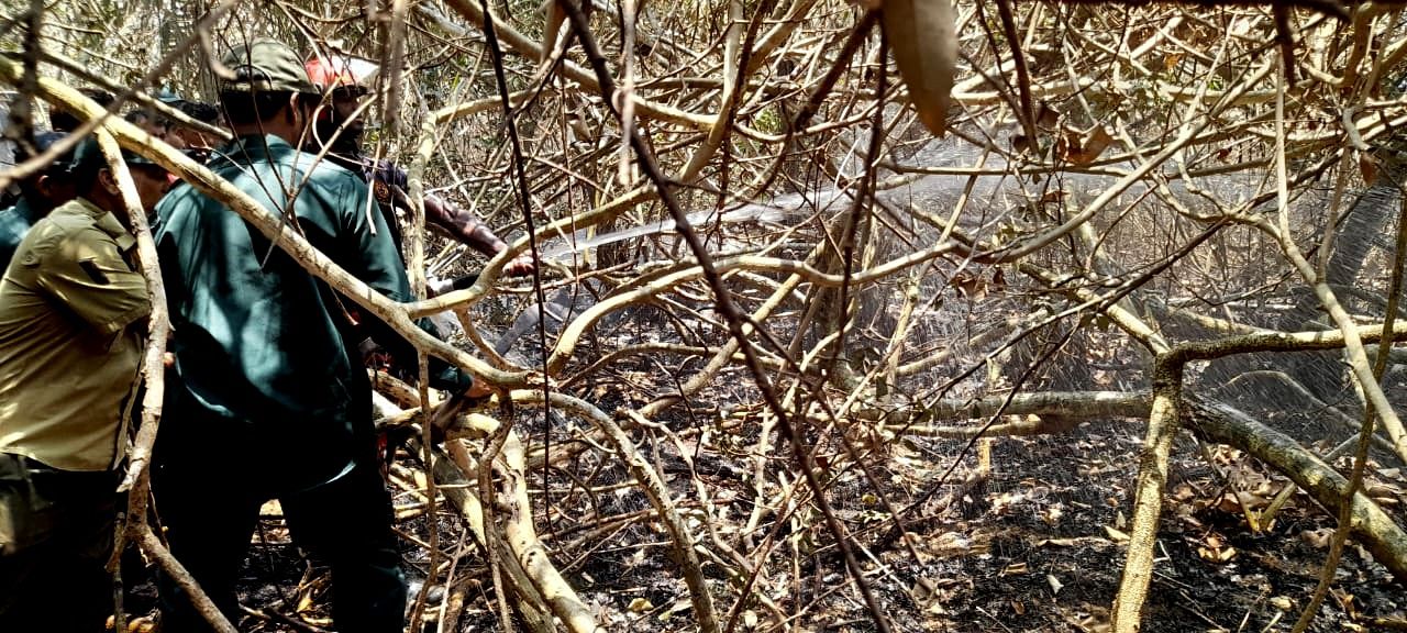 Fire in the Sundarbans: What we must do to protect our protector