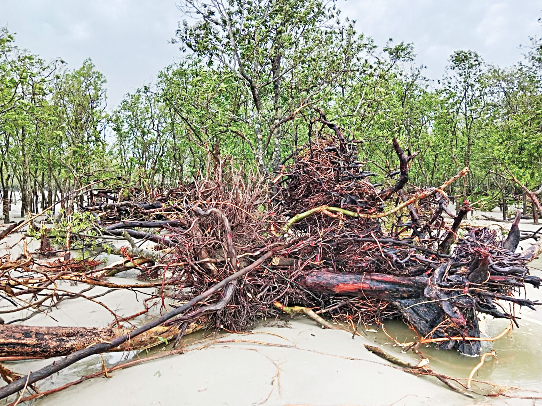 Sundarbans saves Bangladesh but pays a heavy price
