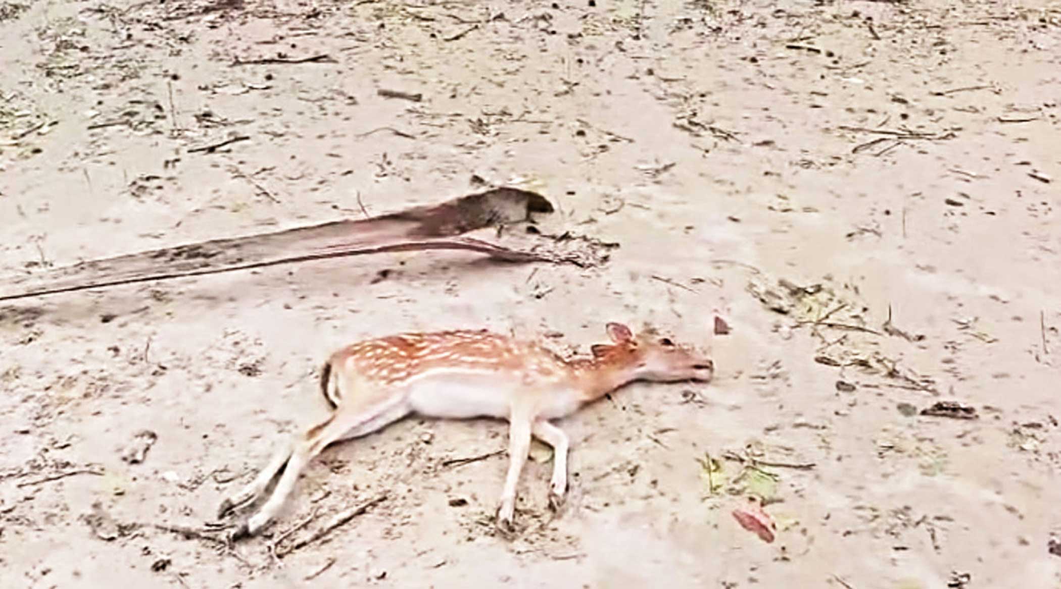 Cyclone Remal: Animal death toll rises to 100 in Sundarbans