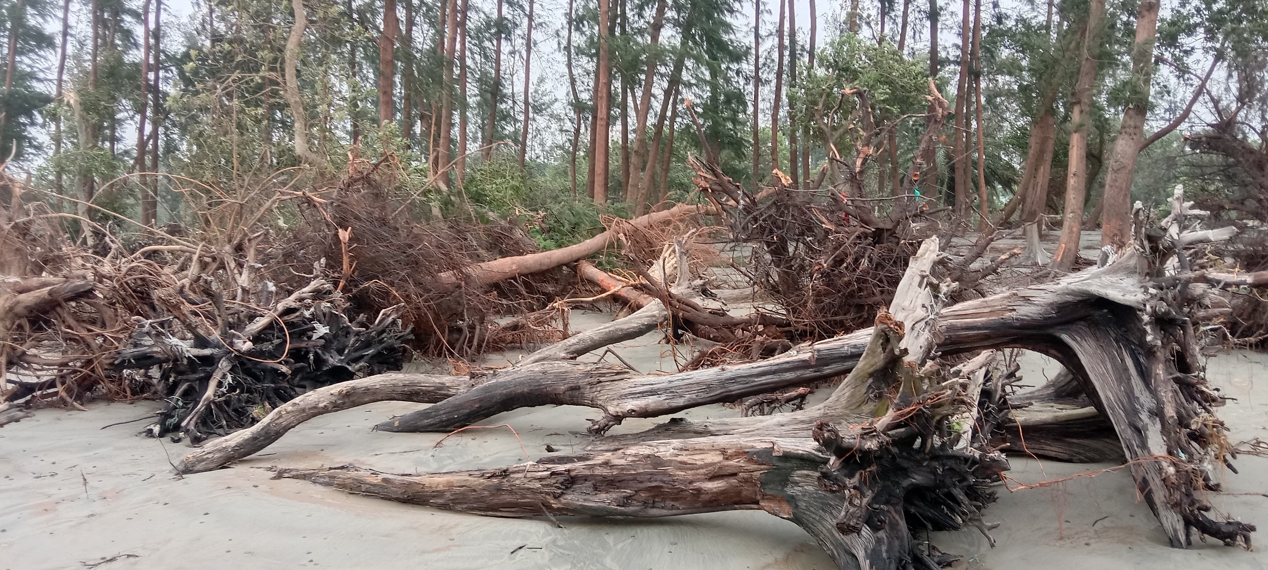 Cyclone Remal: 2cr trees on Patuakhali, Barguna forest land destroyed 