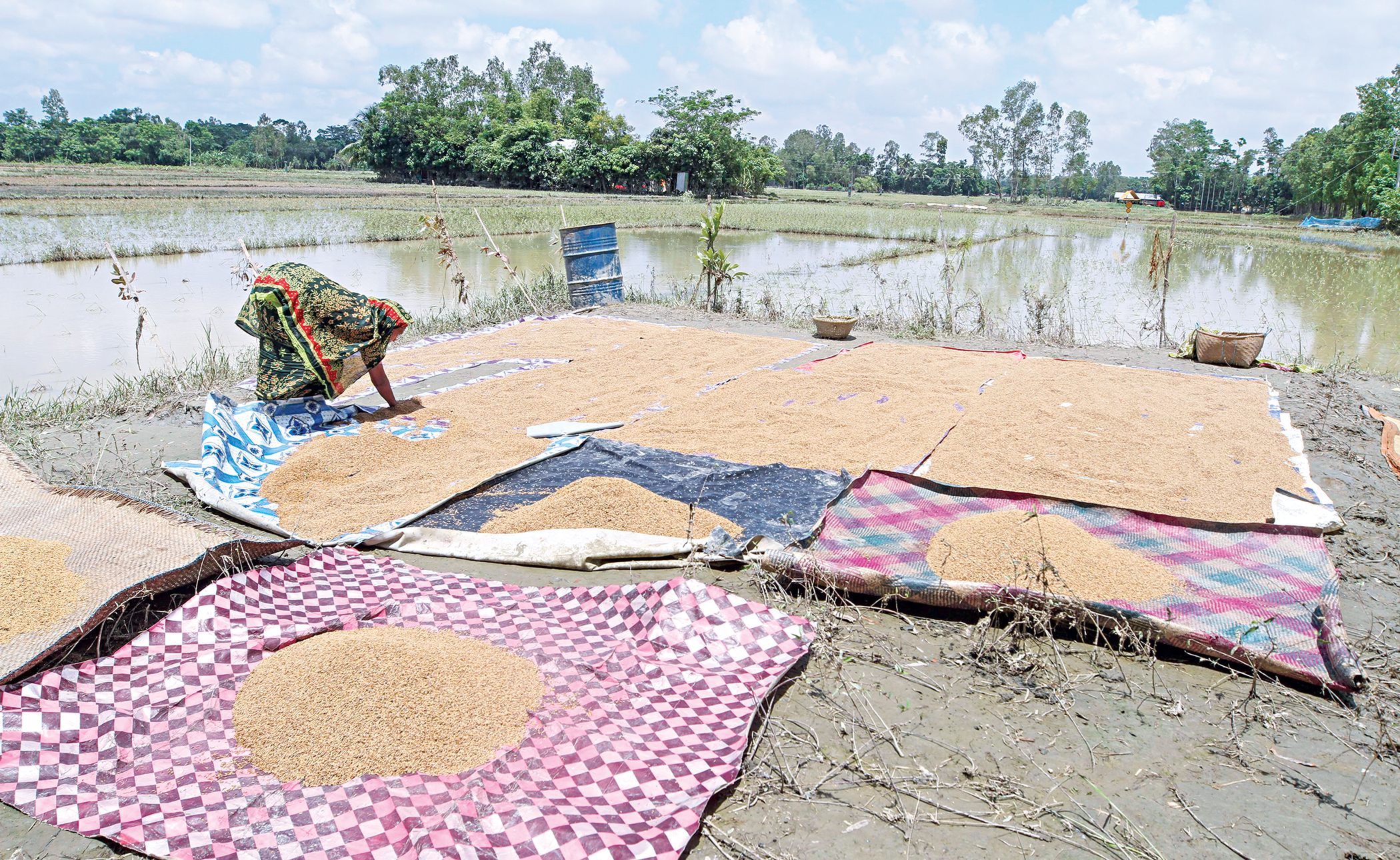Floods to affect rice acreage, production