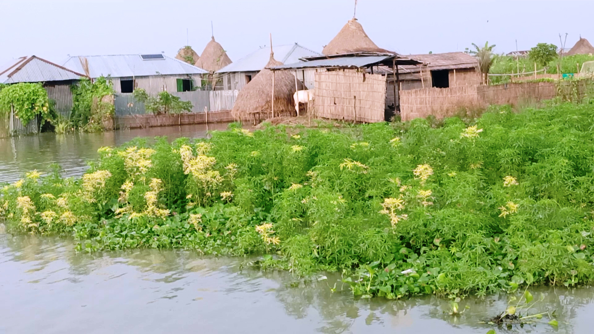 Teesta swells; flood risk rises in northern districts