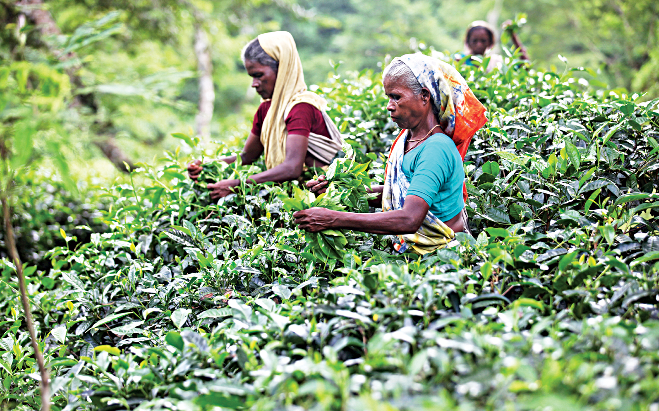 Tea production takes a hit from bad weather