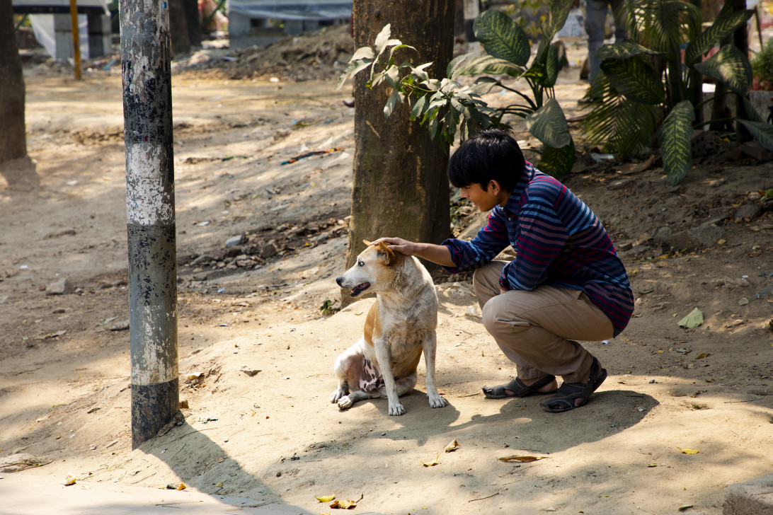 The silent suffering of stray animals