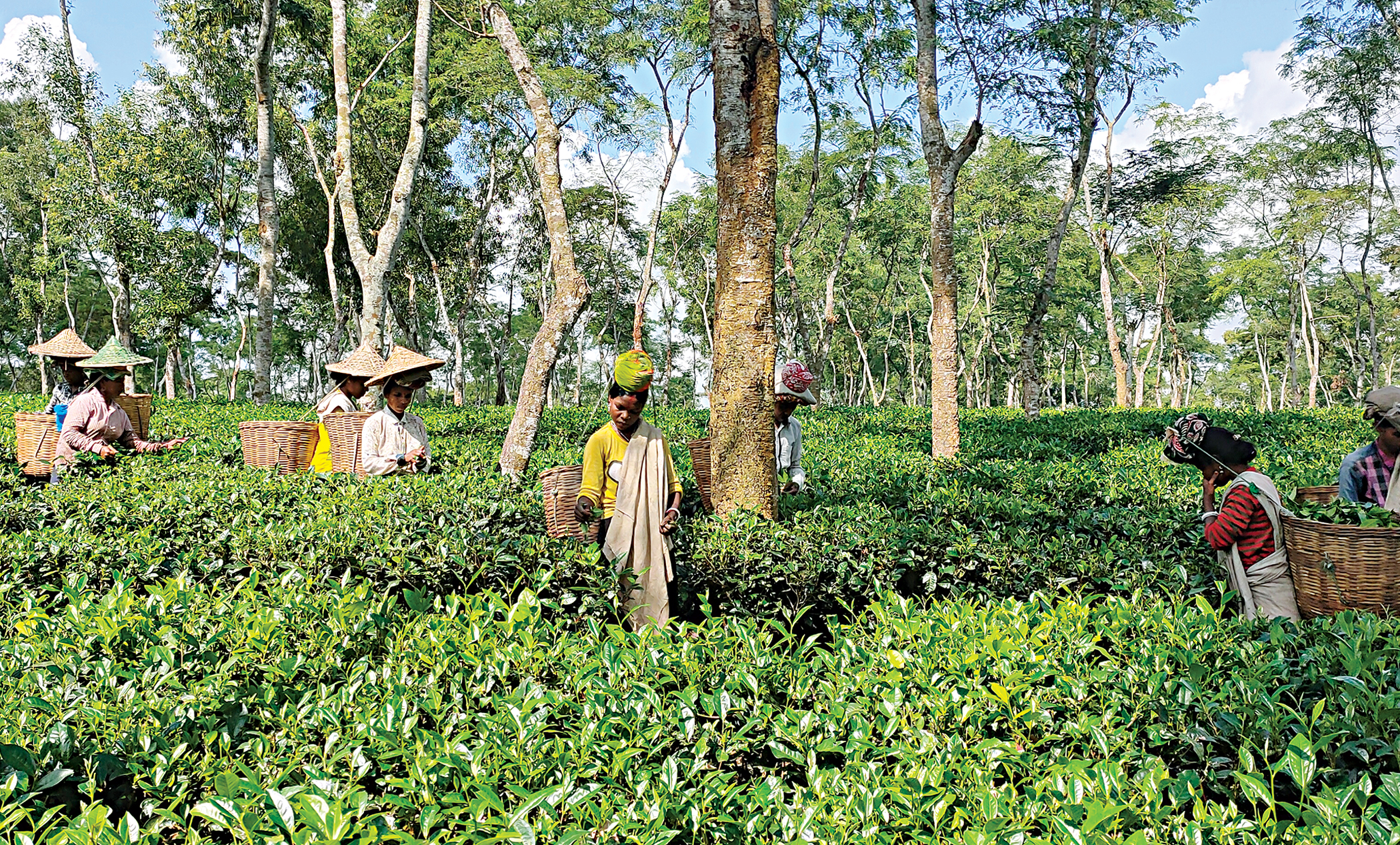 Tea auctions see higher prices this season