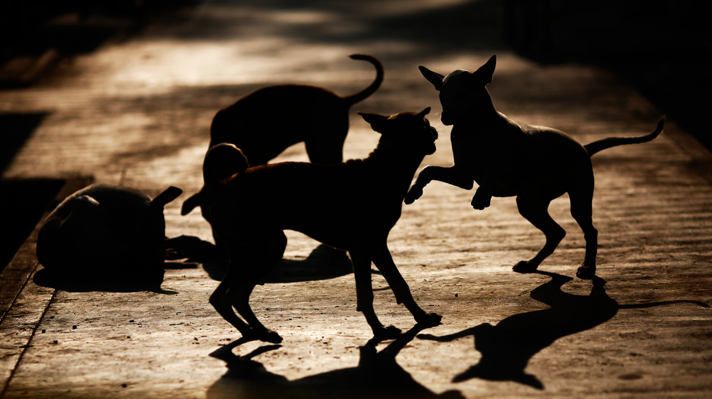 The fate of Dhaka’s strays, a struggle against apathy