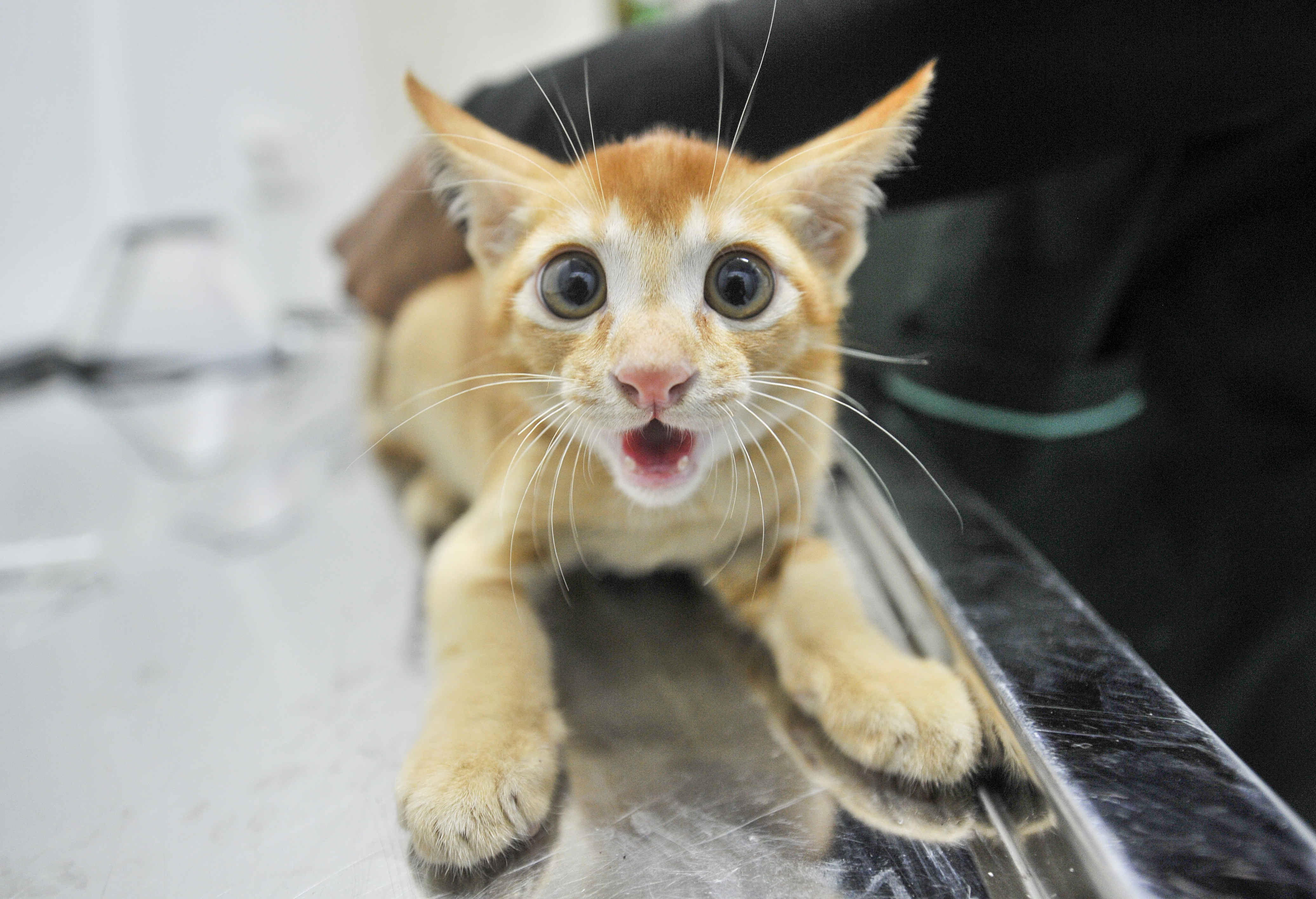 Dhaka’s pets deserve better, but can owners afford it?