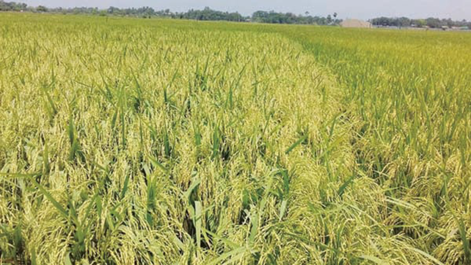 Farmers warned of rain on Dec 20-22