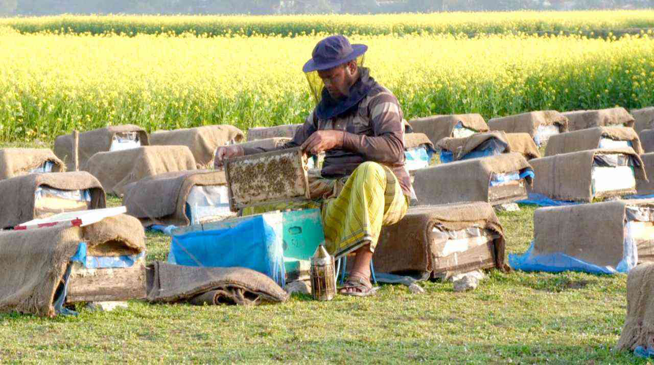 Nature’s sweet bounty: Honey collectors thrive in Jamalpur
