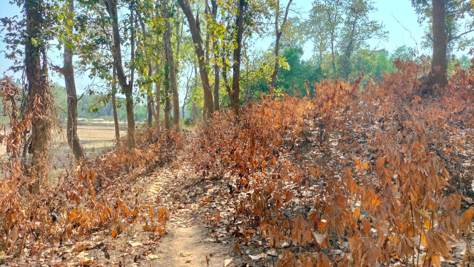 Let’s begin a discourse of resistance against forest fires