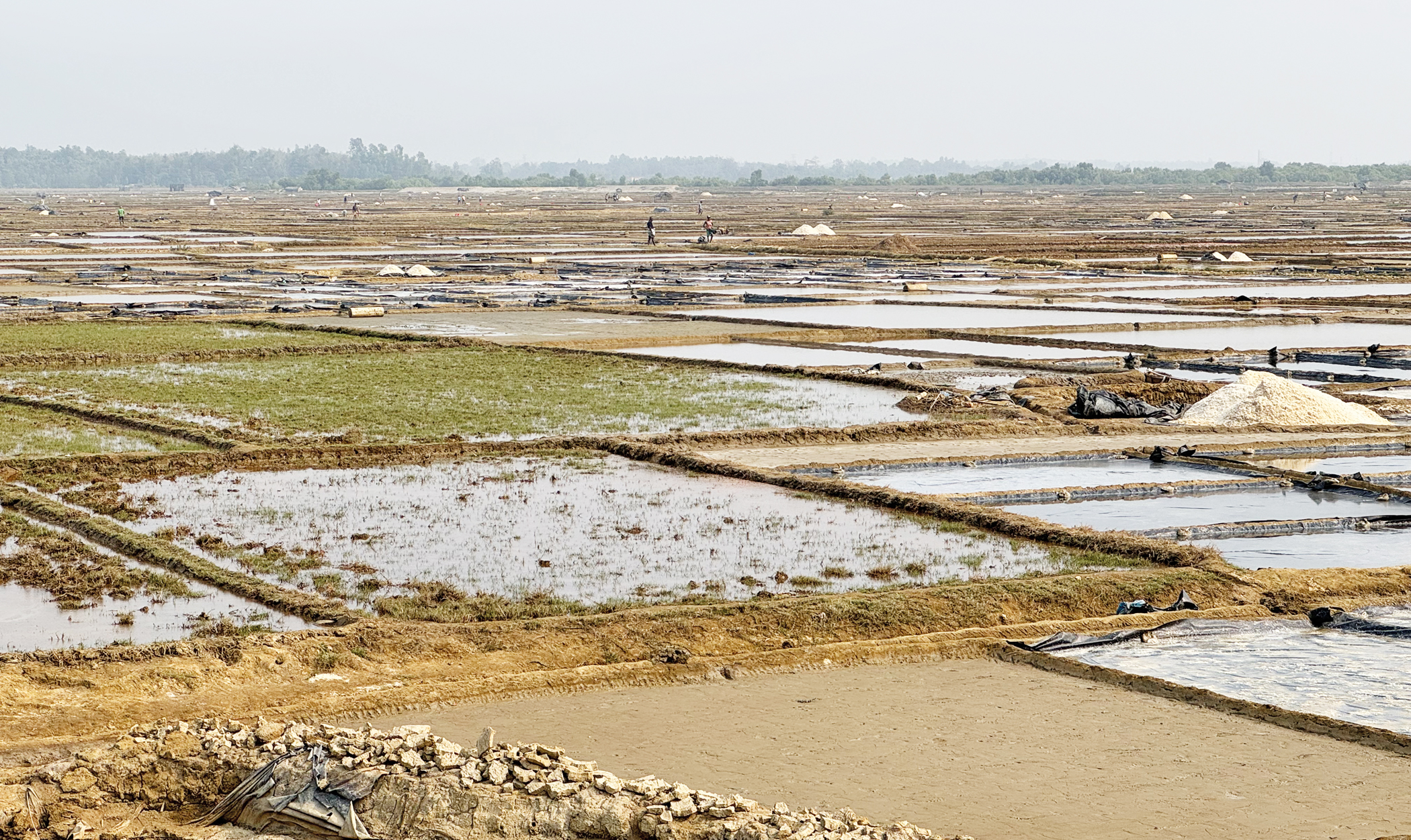 Salt, sweat and survival: Where is the farmers’ labour in the price?