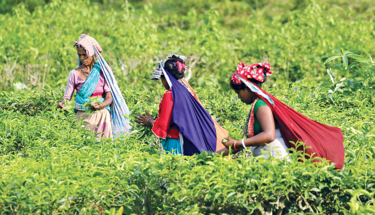 Climate change is taking a toll on tea production