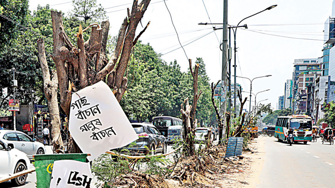 Banning trees to save nature? Rethinking Bangladesh’s exotic tree policy