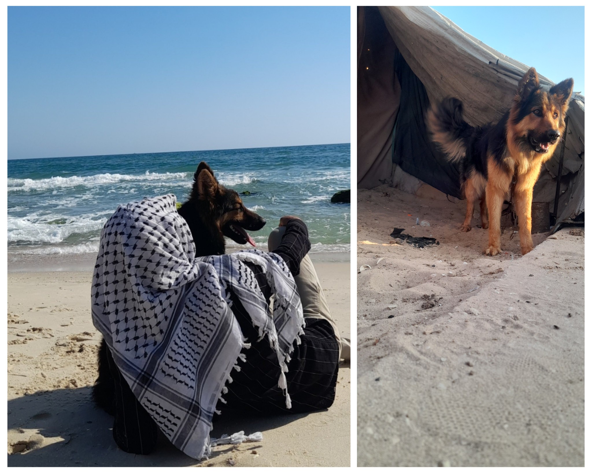 Dogs in Gaza and the conditioning of the Western mind