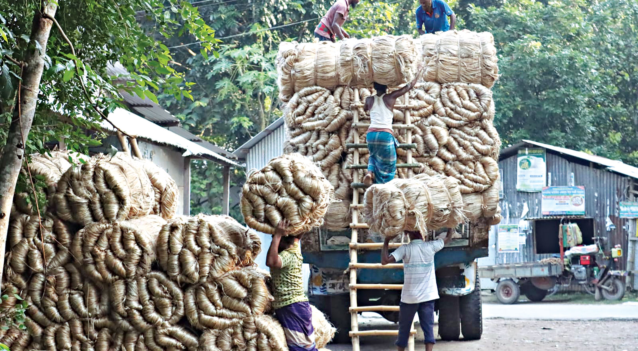 Export cap fails to cool jute market as premium prices climb