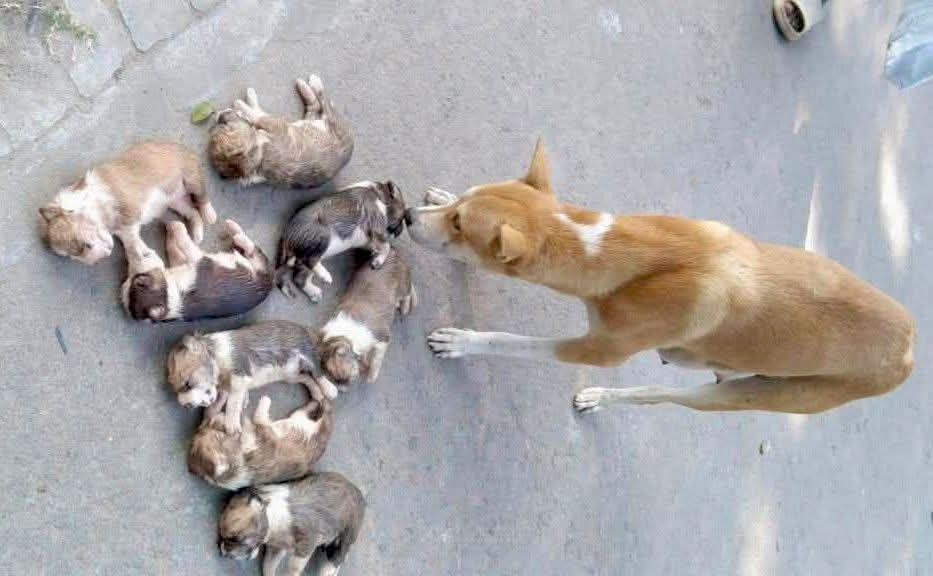 8 puppies killed: Accused sent to jail by Pabna court