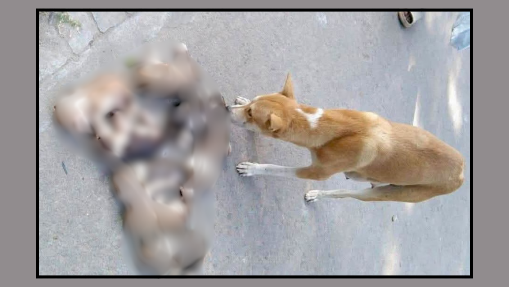 Stars join public outcry after eight puppies found drowned in Ishwardi