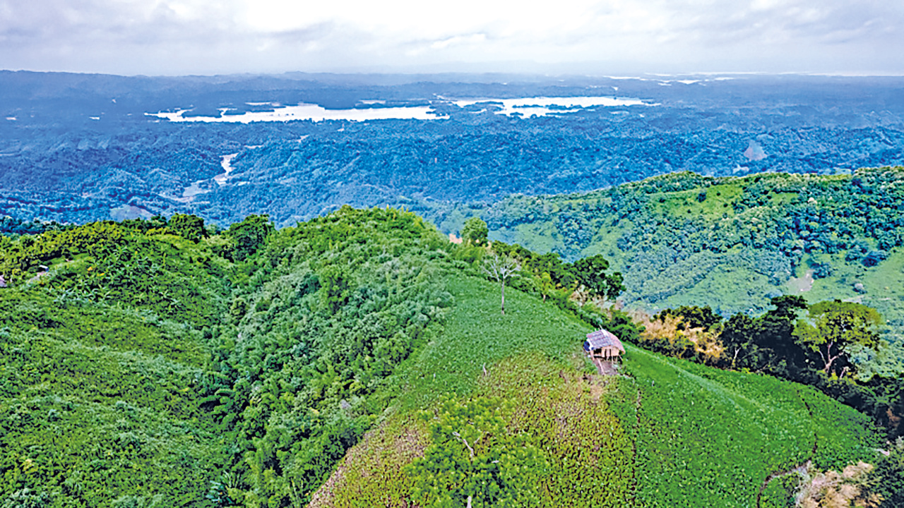 Mixed native plantations can restore biodiversity, improve soil and water, sequester carbon, and provide diverse benefits. Photo: Orchid Chakma