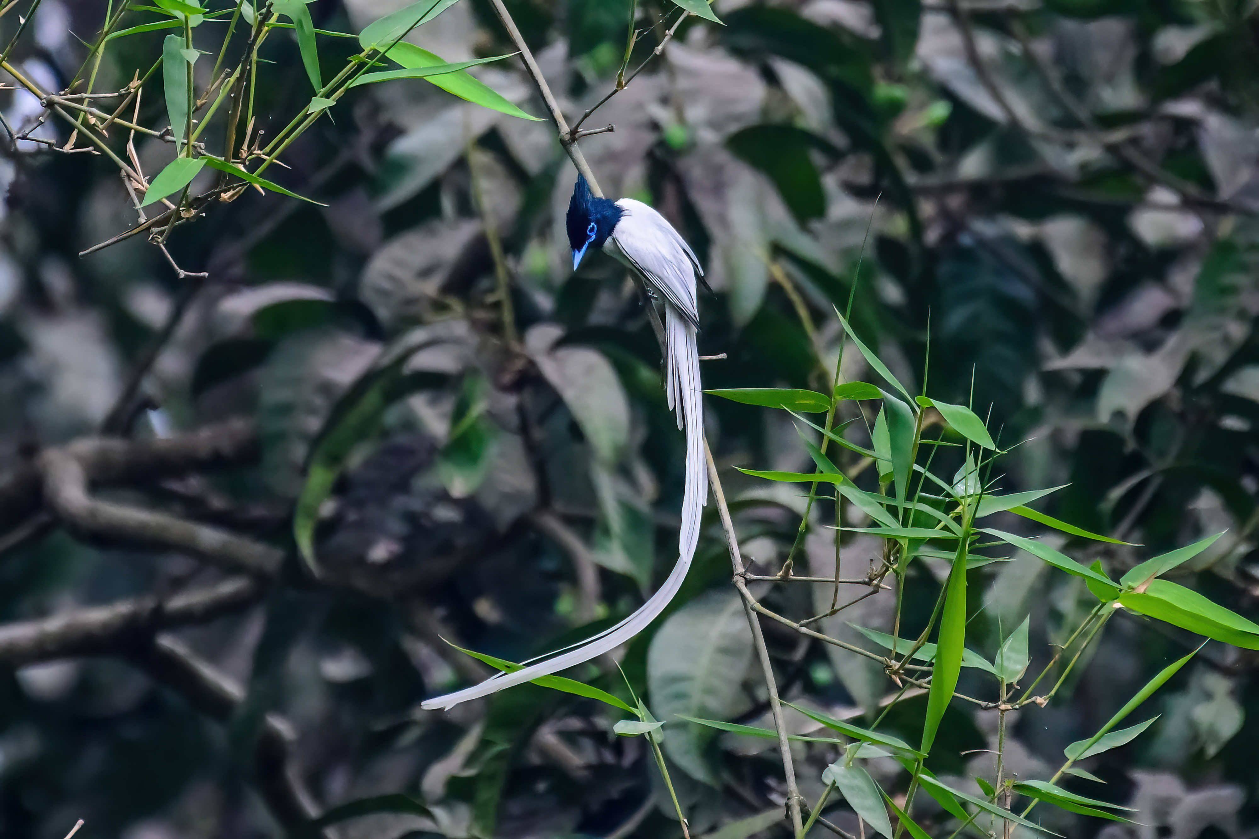 Nature Quest: A fairy 'tail' from paradise