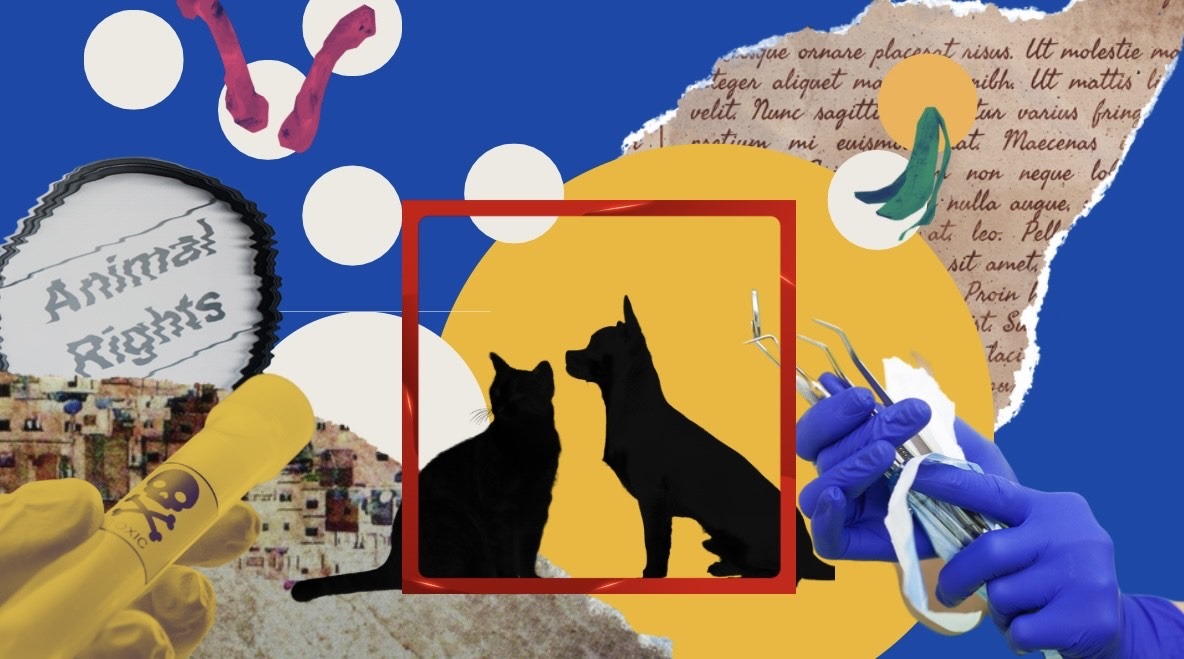 City tails: Coexisting with stray animals in urban spaces