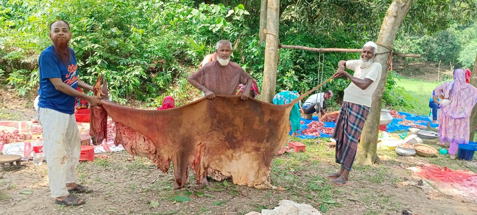 Cowhide price up in Gazipur compared to last year