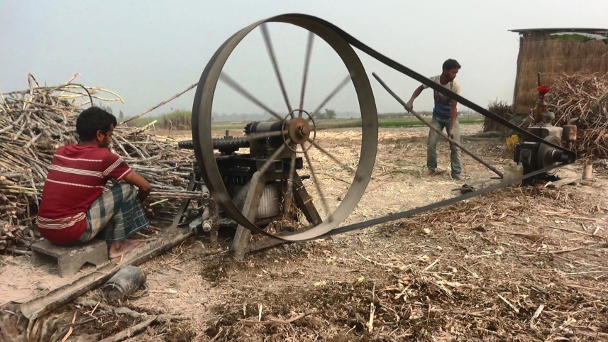 Sugarcane-cultivation-rangpur-01.jpg