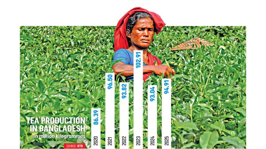 Bangladesh tea production 2025 increase