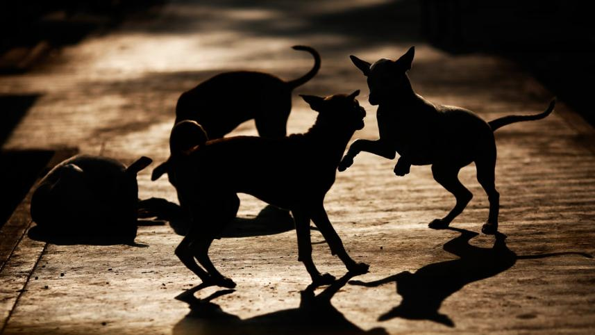 Dogs_Shadow_Reuters.jpg