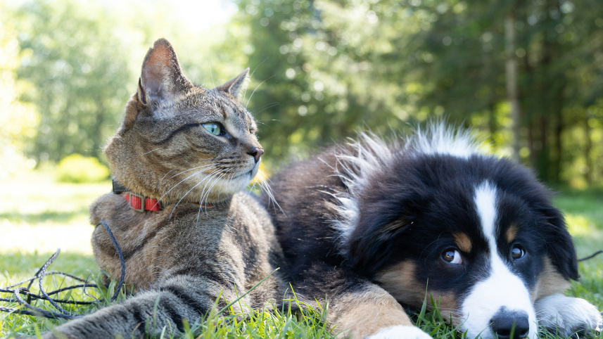 Pet neutering tips every dog and cat owner should follow