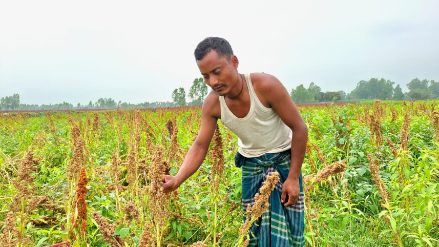 Quinoa's growing global demand has recently drawn interest from Bangladeshi farmers as a potential alternative crop. Photo: Star