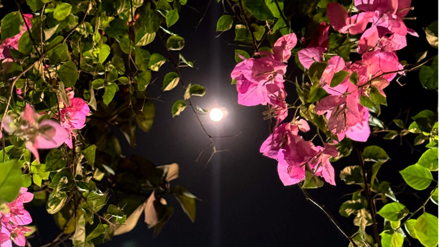 Moon_Bougainvillea_1.png