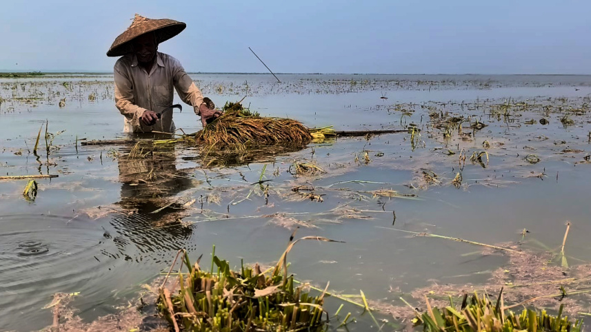 farmer harvesting half ripe paddy as heavy rain submerged thousands of hectors of land