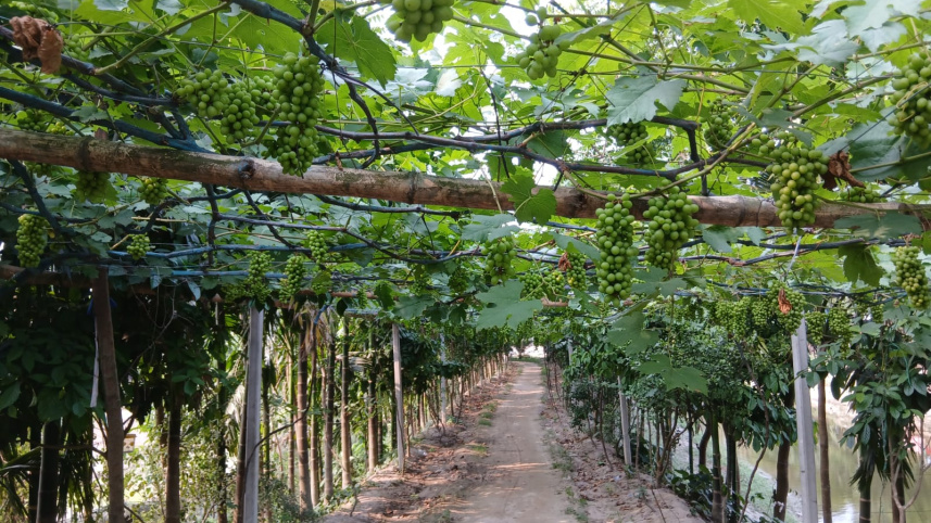 grape-farming-thakurgaon-1.jpeg