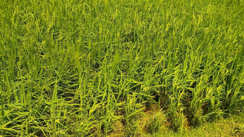 netrokona.jpg