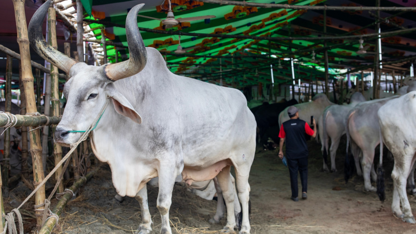 Dhaka_cattle_market.jpg