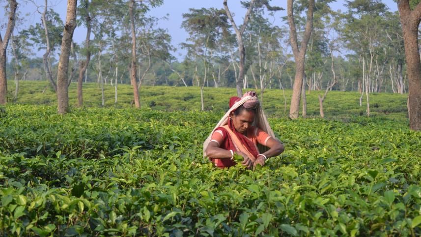 OP2_Tea_workers_day.jpg