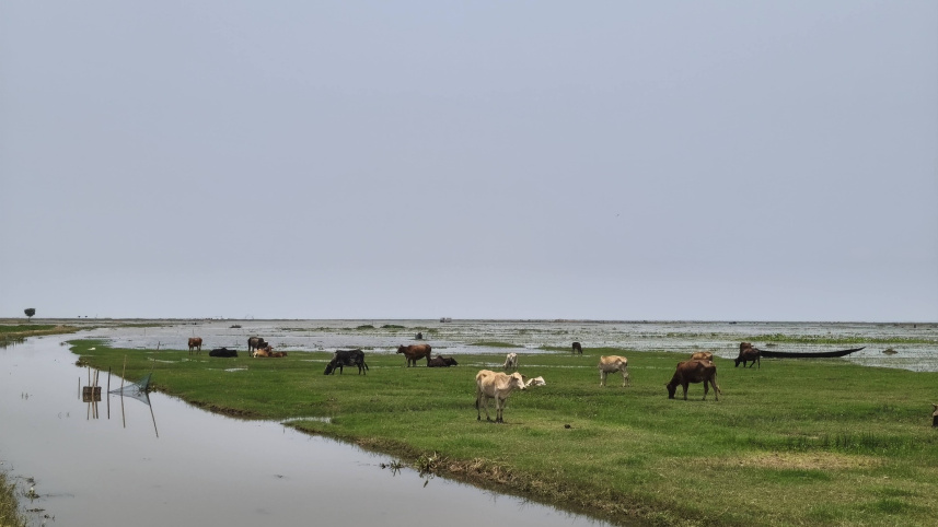 cattle.jpg