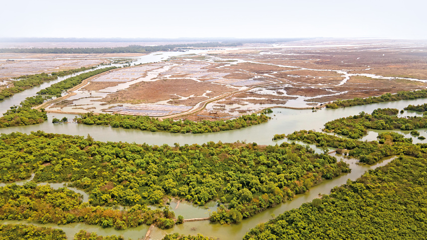 Sonadia’s-mangroves-1.jpg