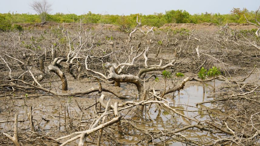 ED_2__Mangrove_Forest_of_Sonadia.jpg