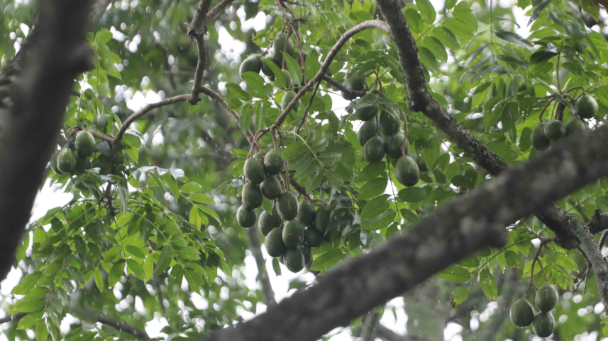 Hog plum has emerged as an increasingly lucrative crop. Photo: Star