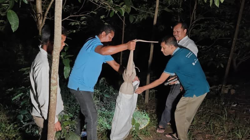 Ten rescued Bengal monitors return to the wild after being recovered from captivity in Khagrachhari. Photo: Collected