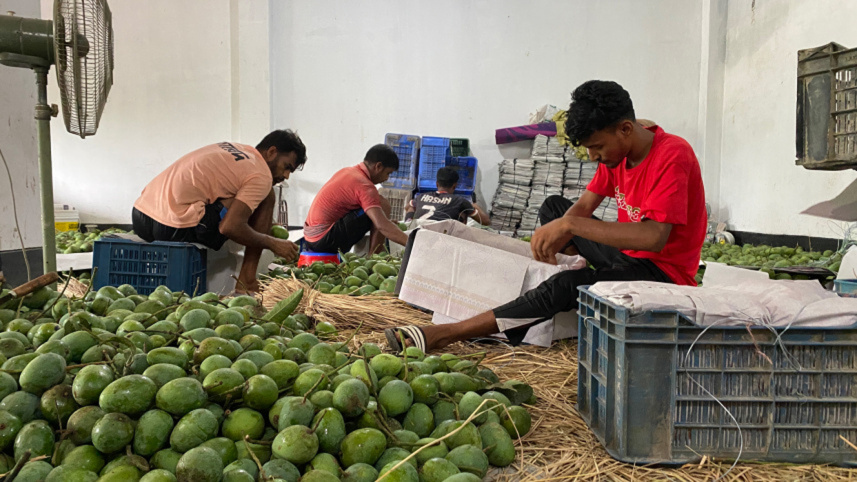 Ed_2__rajshahi-mango-farmers.jpg