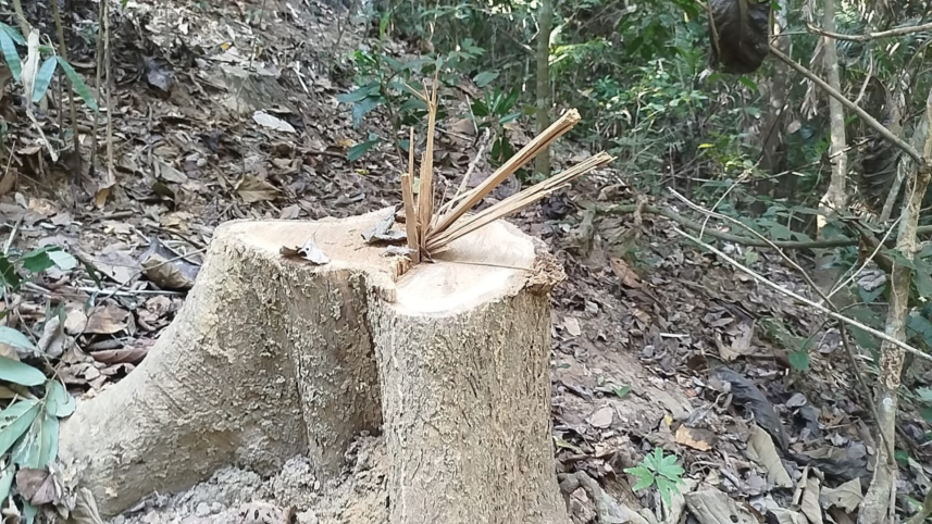 According to the case statement, trees were illegally felled from the reserved forest in Paikpara union between January 12 last year and May 15 this year. Photo: Collected