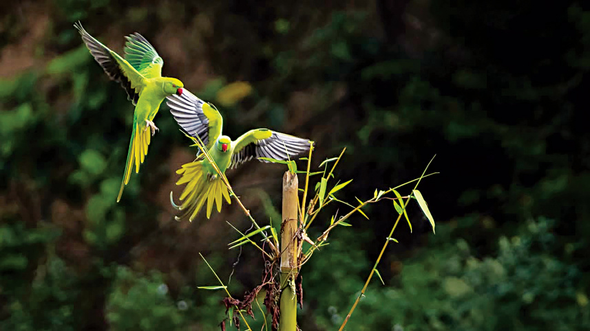 biodiversity9.jpg
