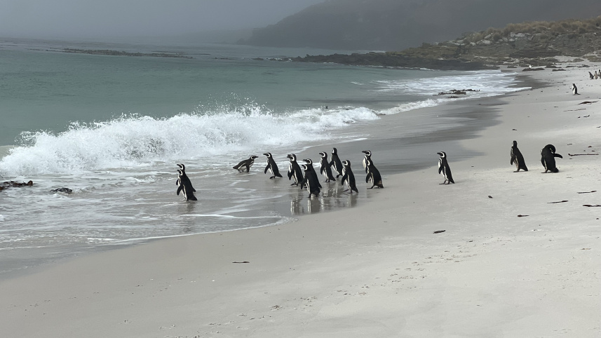 Visiting Falklands Islands Where Penguins Roam Free