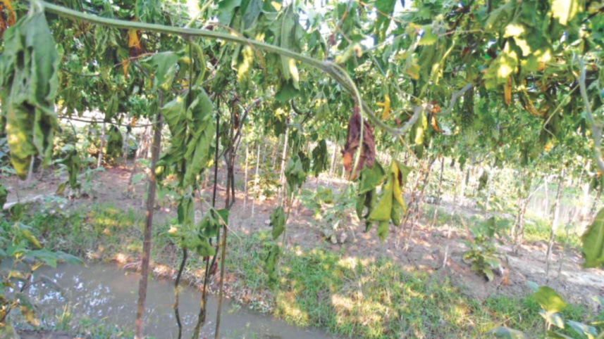 balsam-apple-garden.jpg