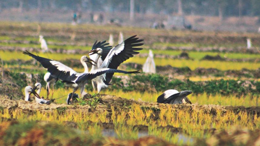 NATURE QUEST: BIRDS OF THE BEEL 