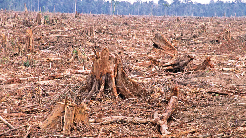 deforestation-world.jpg